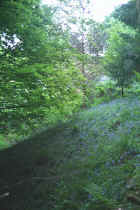 Trees and Blue Bells