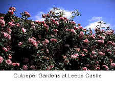 Culpepper Garden at Leeds Castle