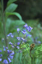 Blue Bells