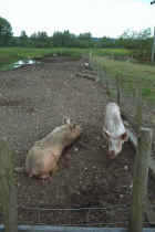 Nearby Pigs