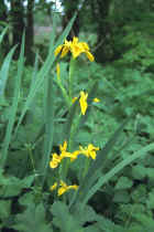 Yellow Iris